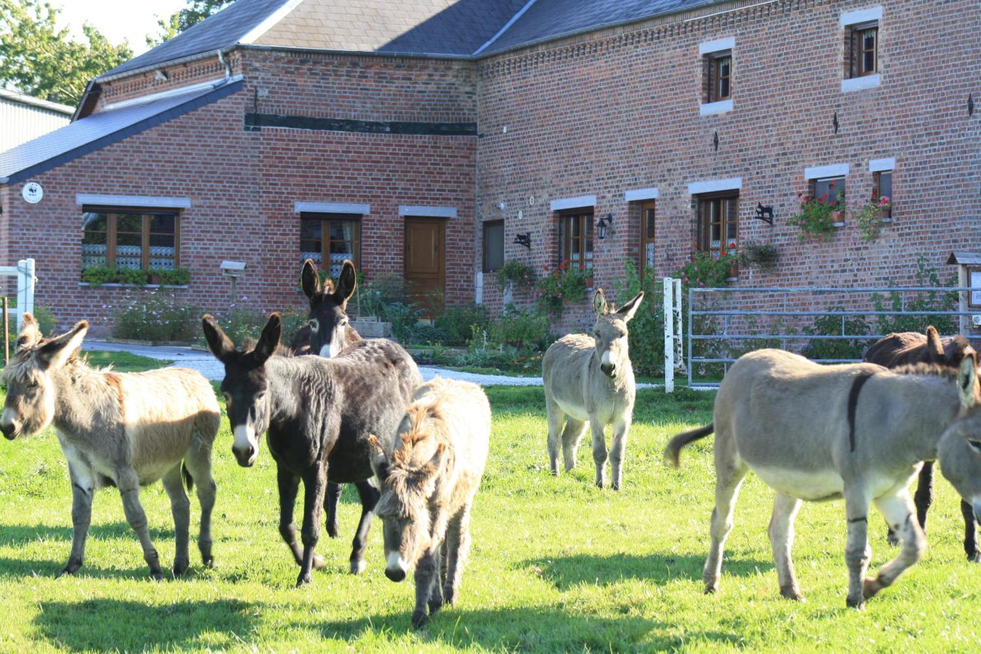 Les Mout'Anes Bed and Breakfast Saint-Hilaire-sur-Helpe Buitenkant foto
