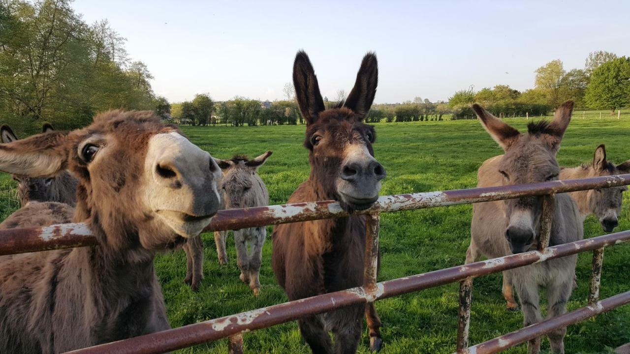 Les Mout'Anes Bed and Breakfast Saint-Hilaire-sur-Helpe Buitenkant foto